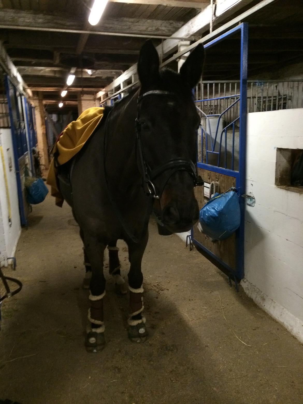 Trakehner Hefaistos billede 7