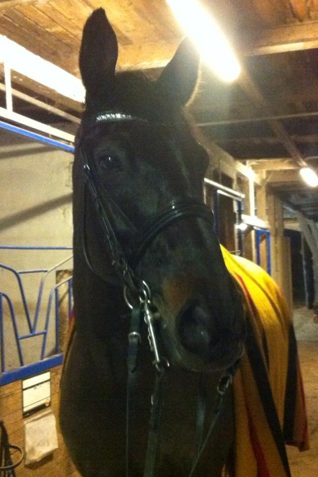 Trakehner Hefaistos billede 10