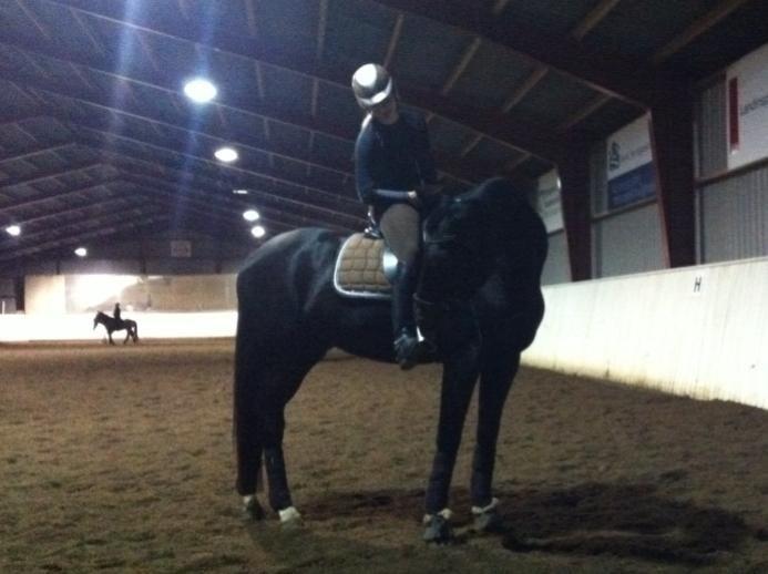 Trakehner Hefaistos billede 11