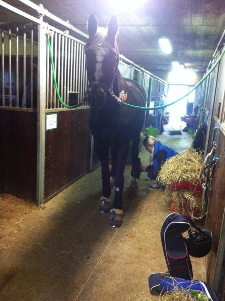 Trakehner Hefaistos billede 12