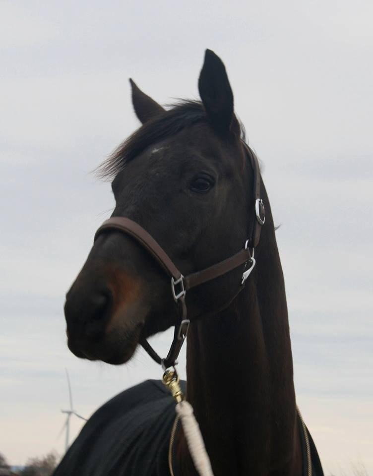 Trakehner Hefaistos billede 1