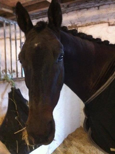 Trakehner Hefaistos billede 13