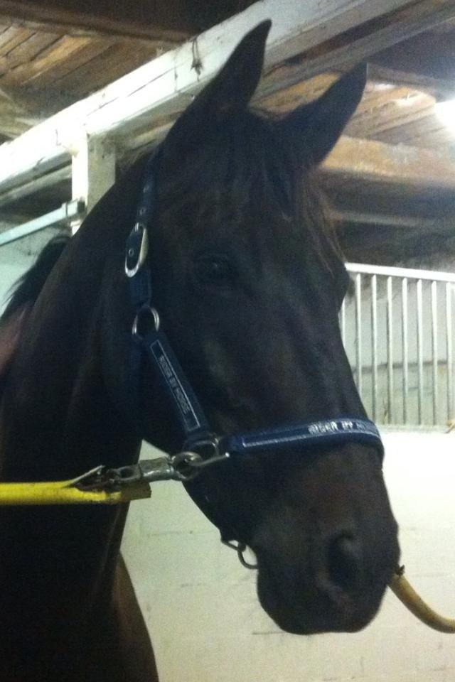 Trakehner Hefaistos billede 15