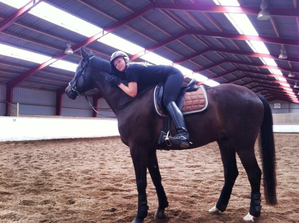 Trakehner Hefaistos billede 16