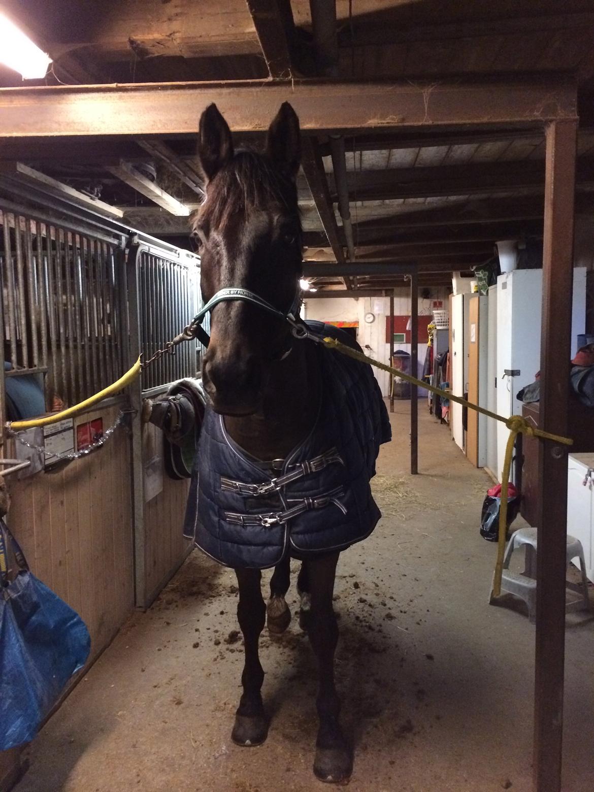 Trakehner Hefaistos billede 17