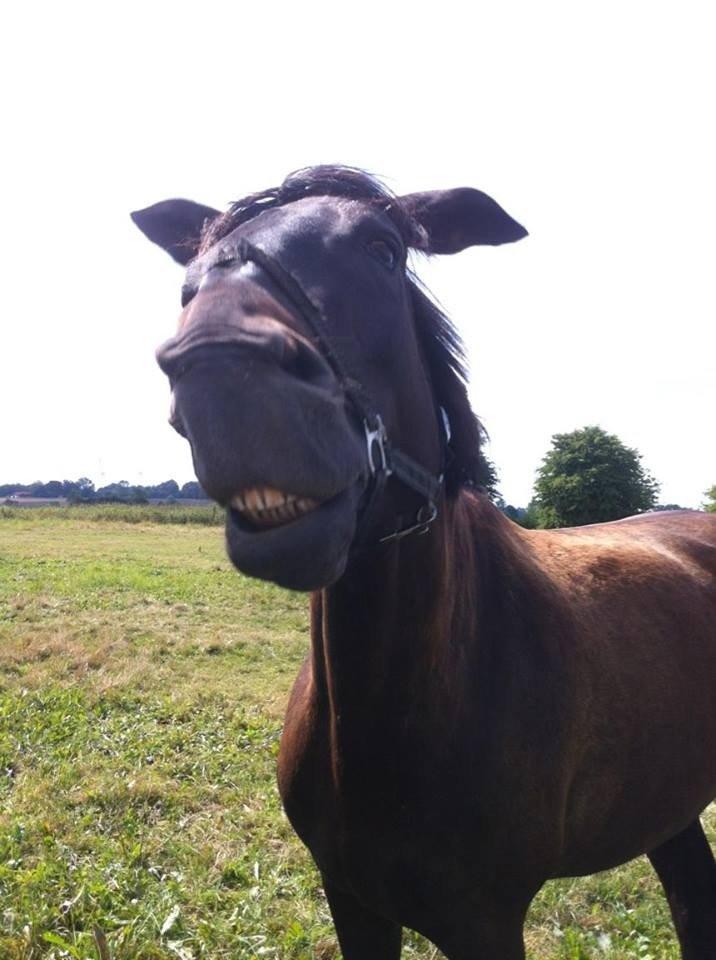 Trakehner Hefaistos billede 14