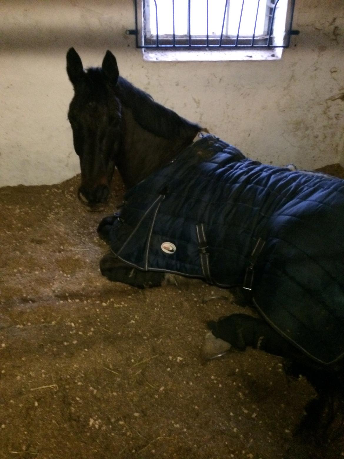 Trakehner Hefaistos billede 18