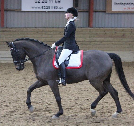 Trakehner Hefaistos - La4 i Svendborg billede 19