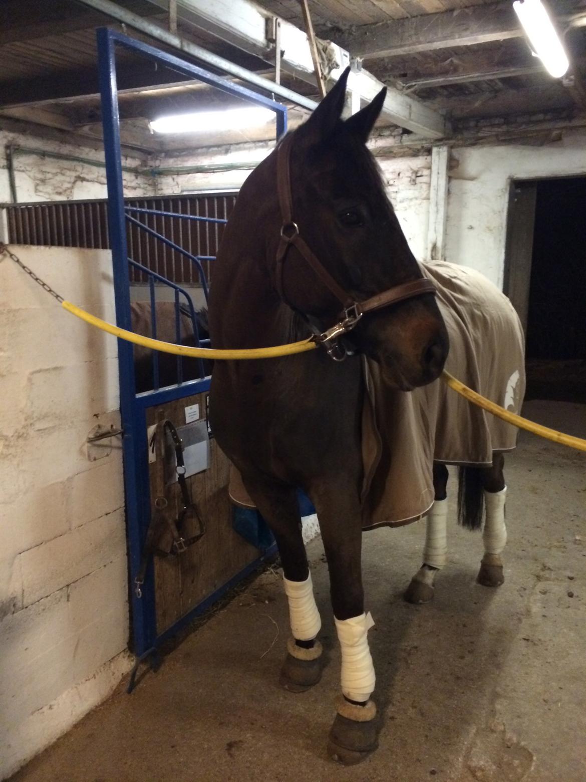 Trakehner Hefaistos billede 21