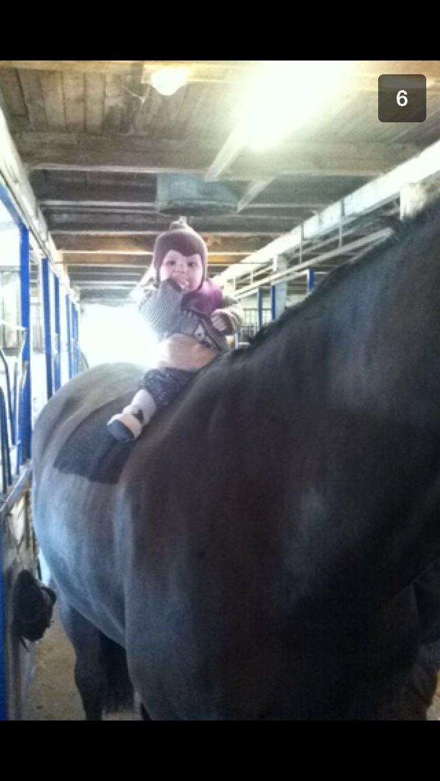 Trakehner Hefaistos - Haffelaffen og Anns datter Emilie (kan ikke stå for dette billede) ;) billede 20