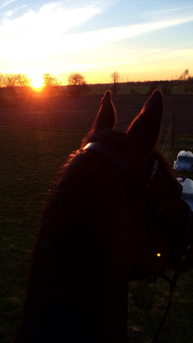 Trakehner Hefaistos billede 22