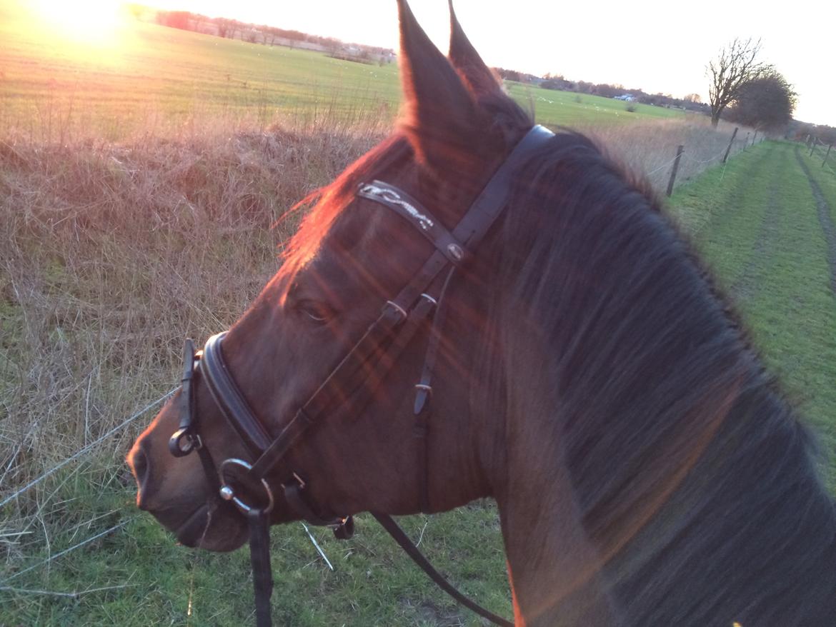 Trakehner Hefaistos billede 23