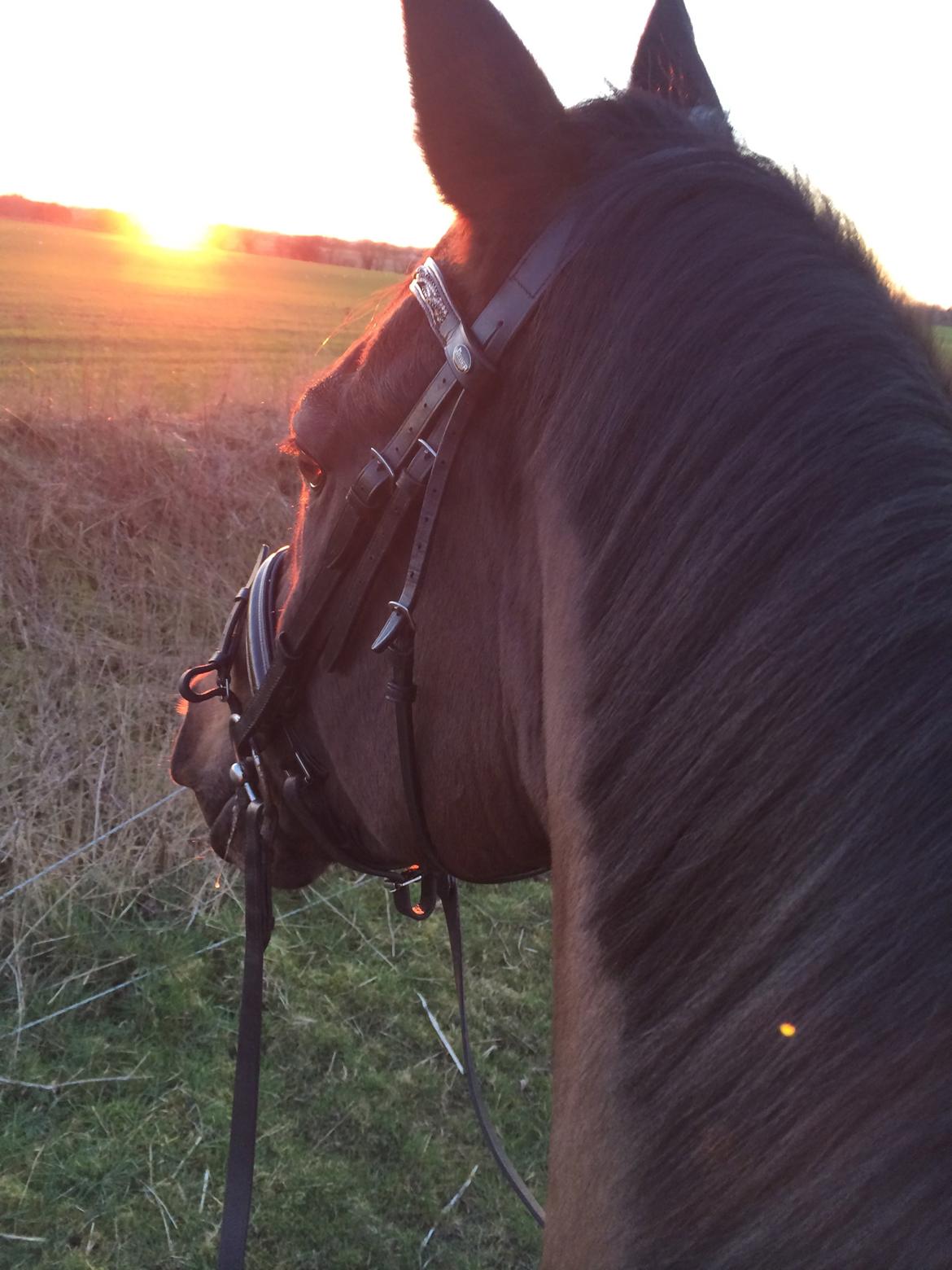 Trakehner Hefaistos billede 24