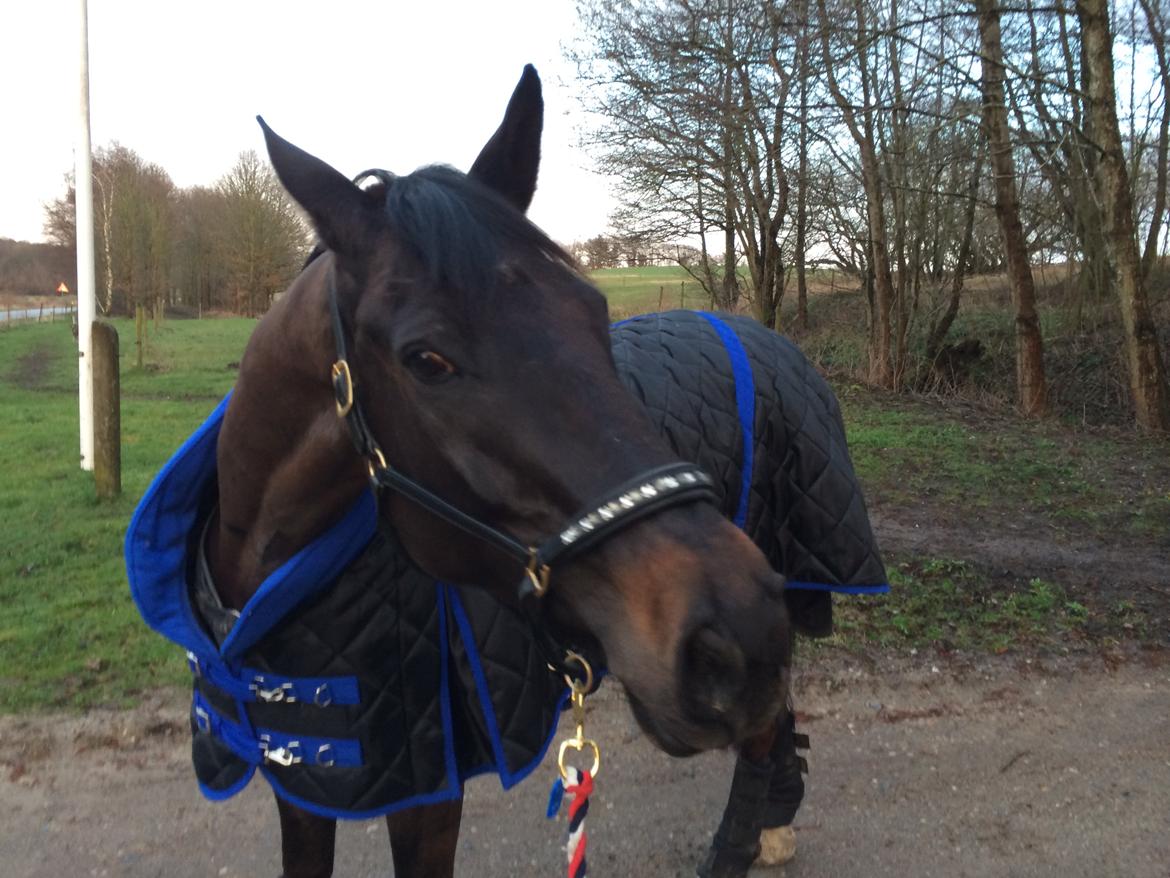 Trakehner Hefaistos - På gåtur efter en lang dag til træningssamling i Hinnerup billede 25