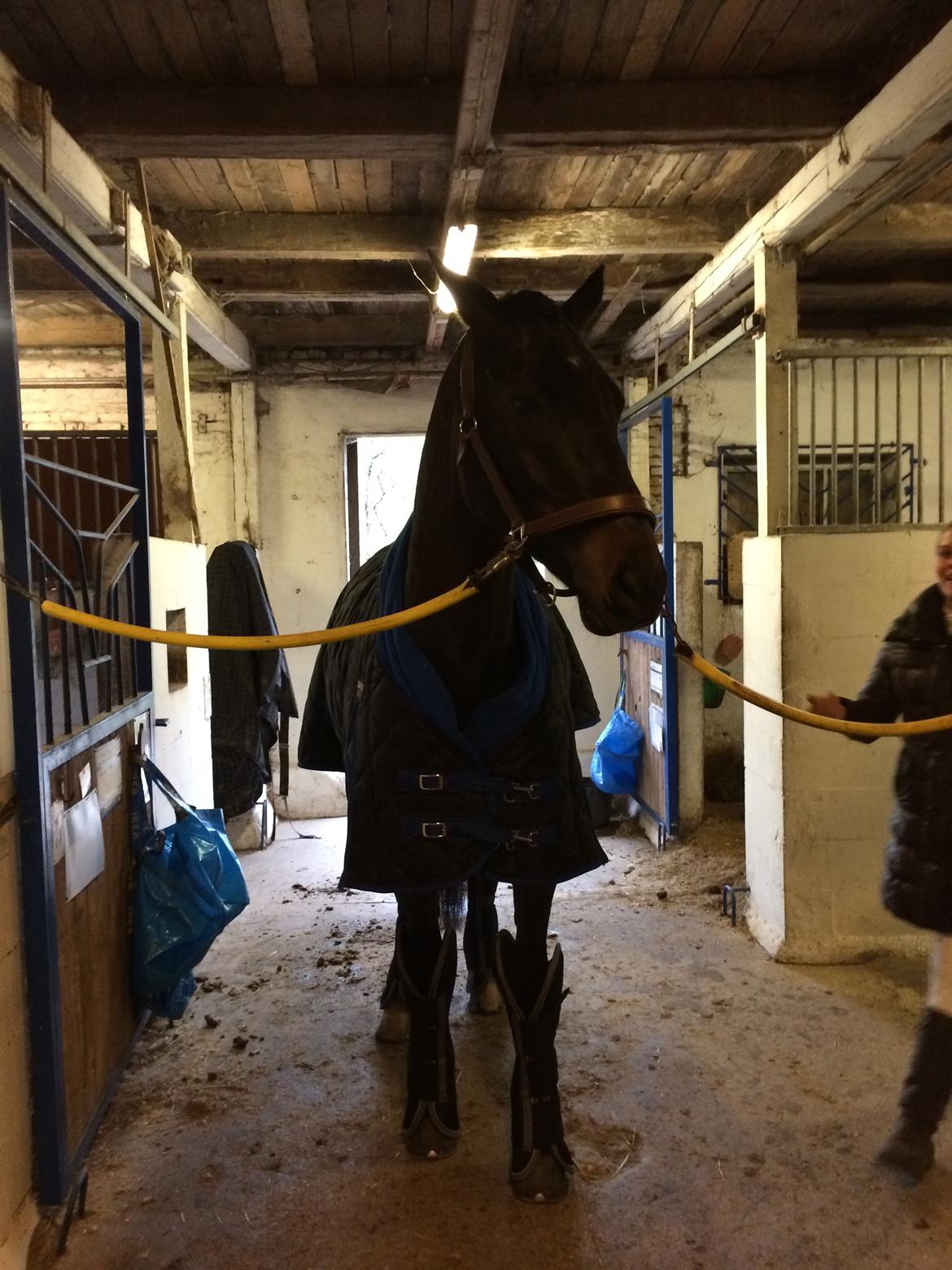 Trakehner Hefaistos - På vej til stævne i Hestehaven billede 26