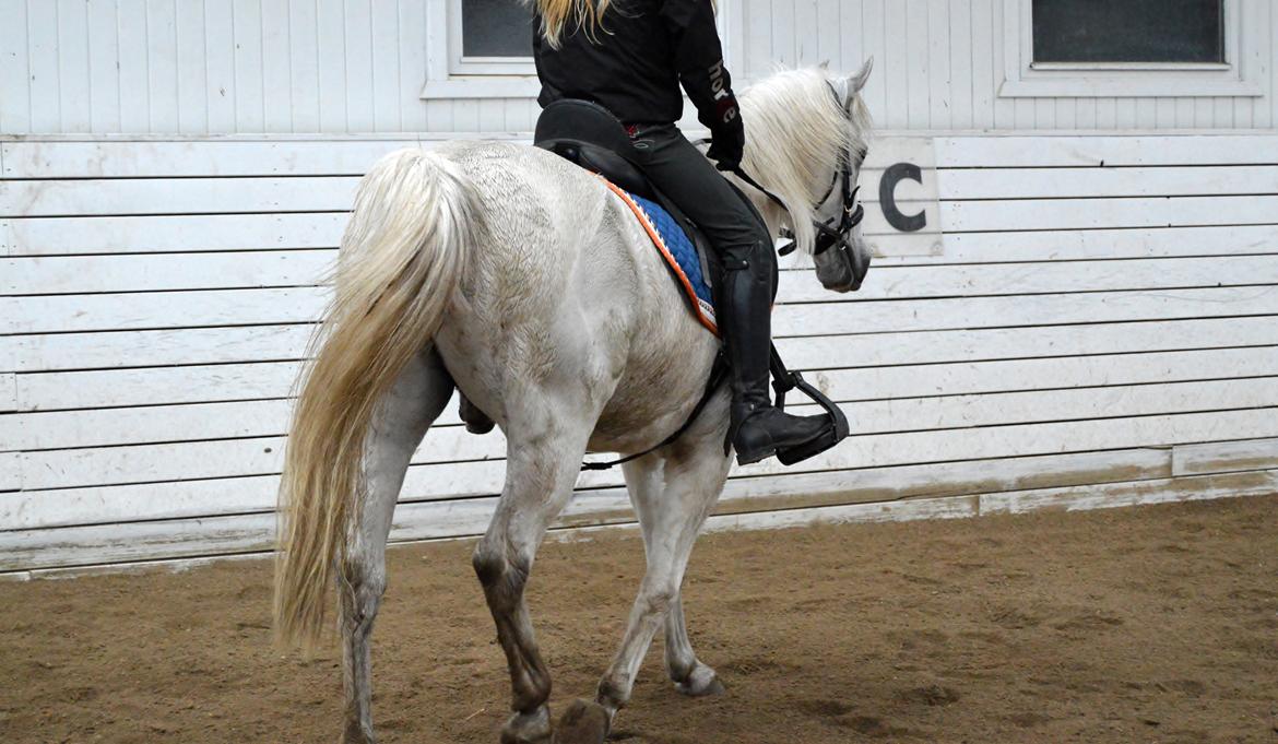 Anden særlig race Turgon - Dejlig beskidt pony... billede 7