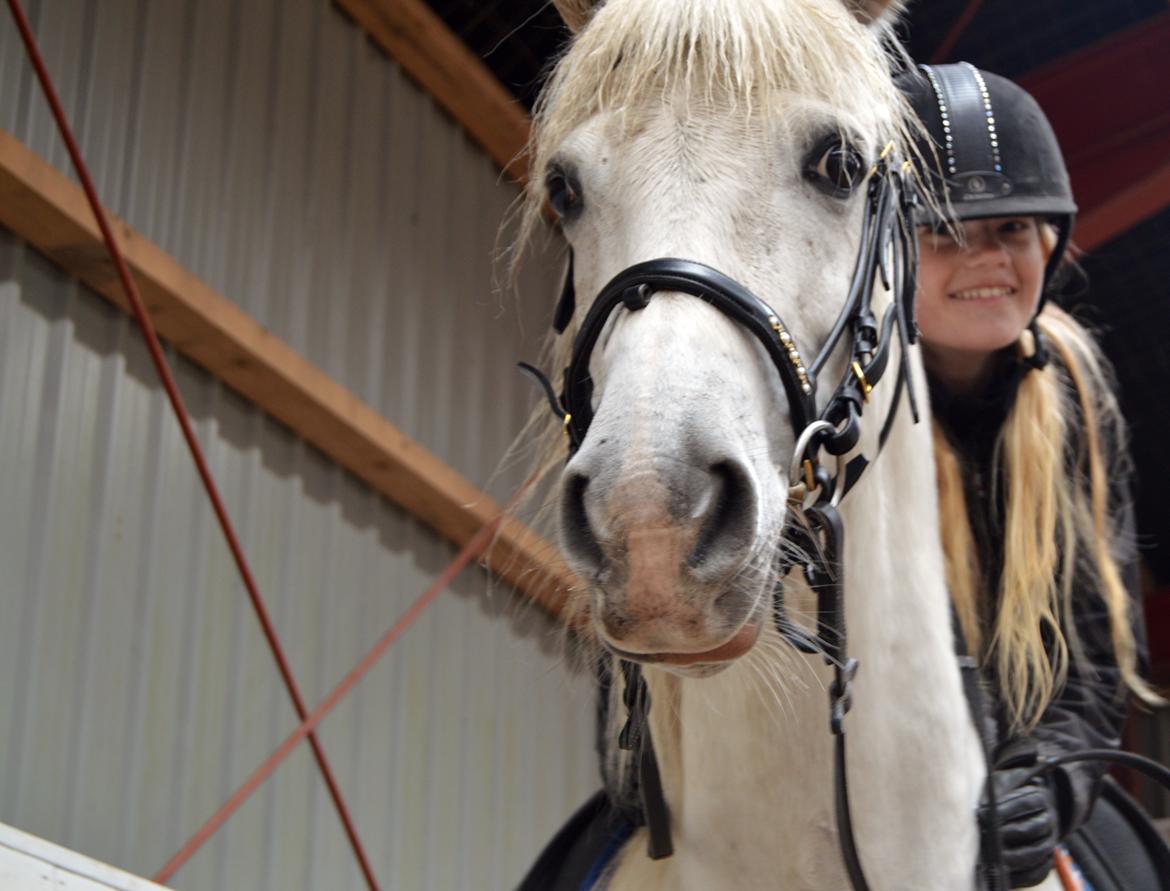 Anden særlig race Turgon - Lama undercover billede 8