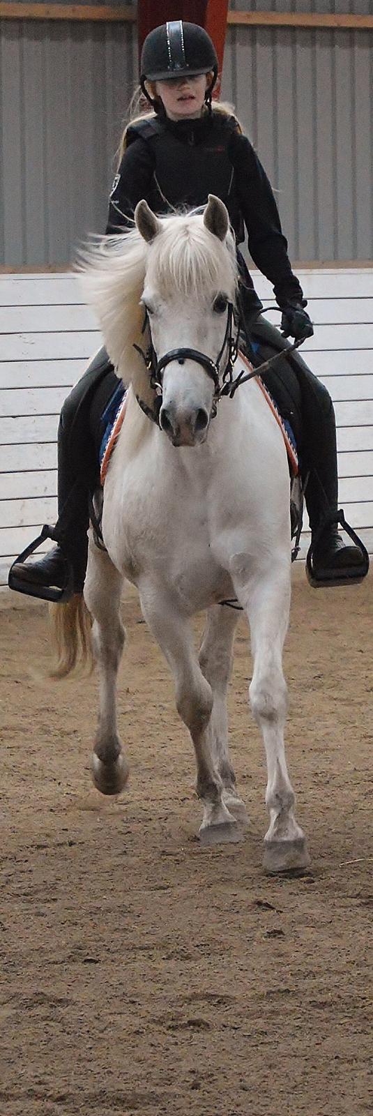 Anden særlig race Turgon billede 10