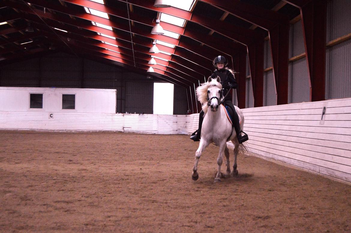 Anden særlig race Turgon - Turgon: Der står en med et kamera! Jeg dør! billede 13