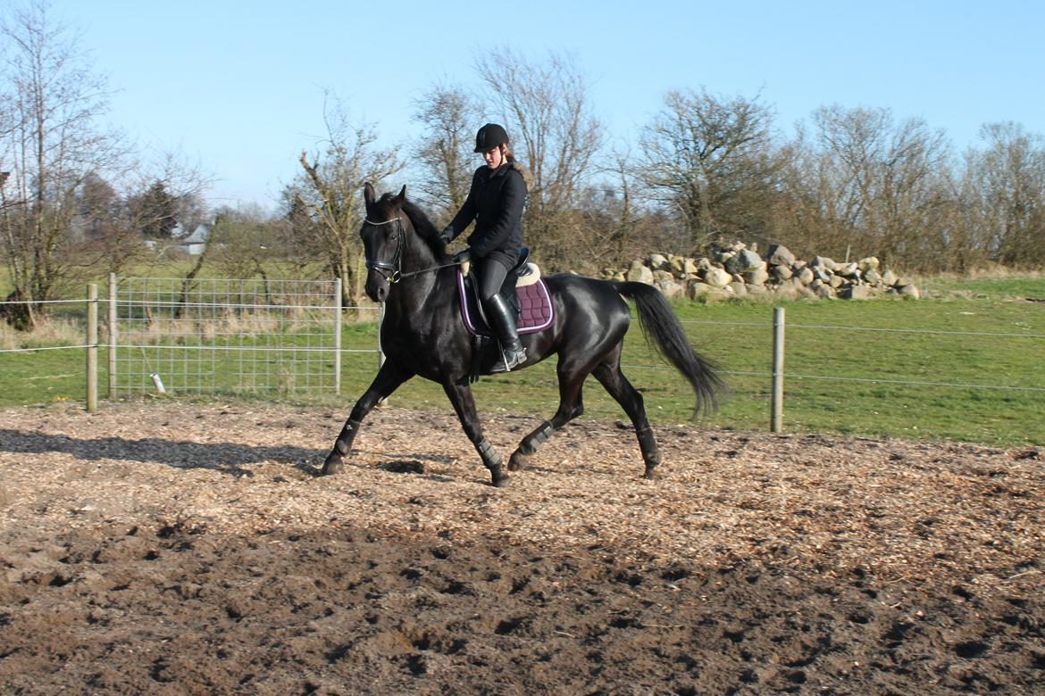 Hollandsk Varmblod Chica billede 11