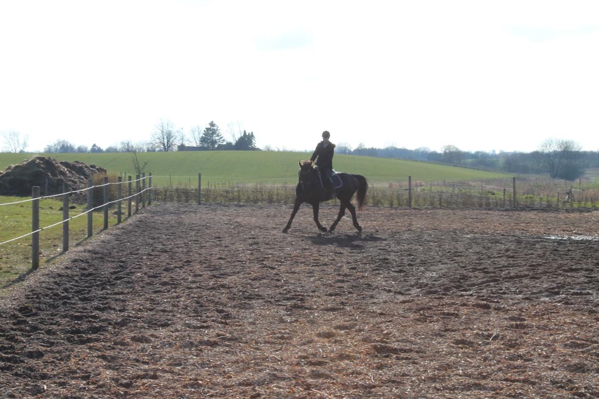 Hollandsk Varmblod Chica billede 12