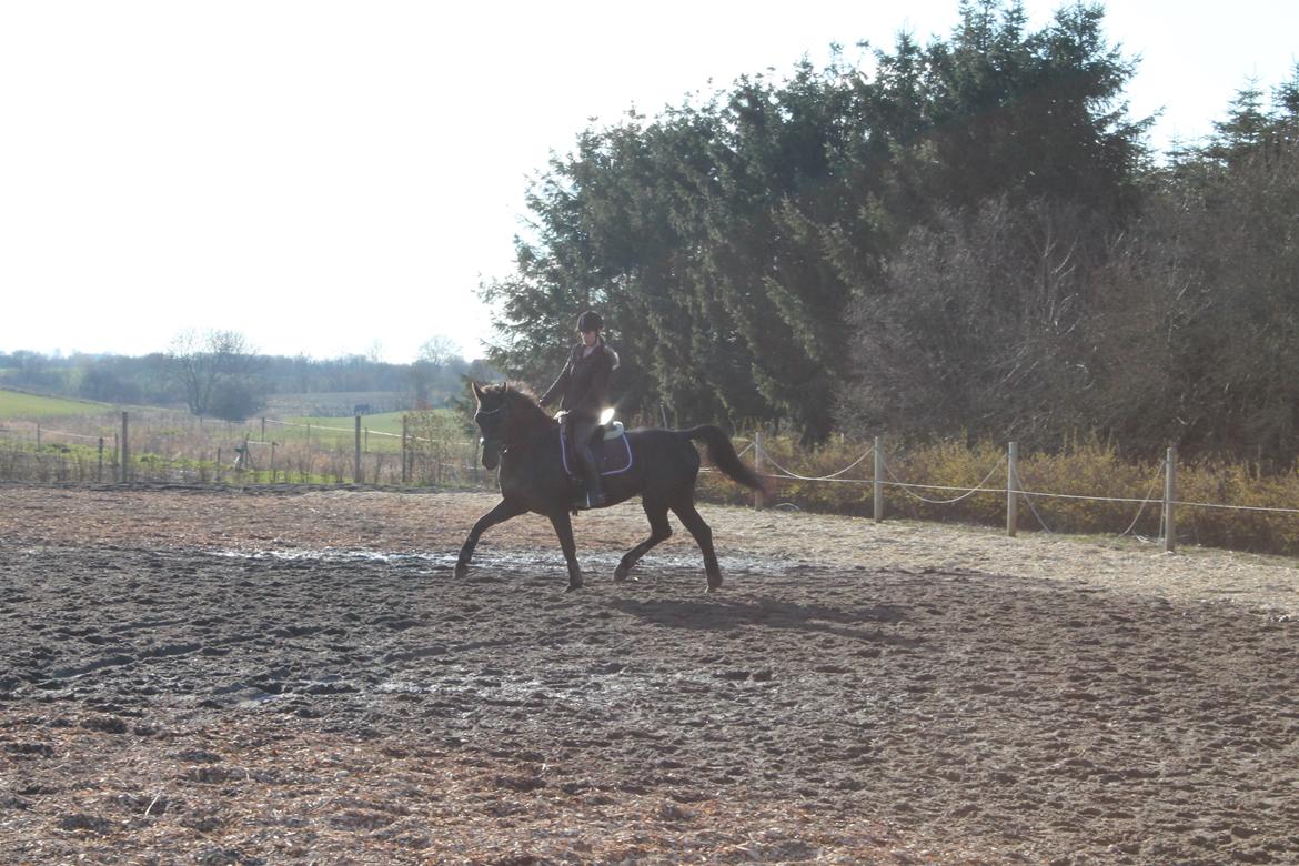 Hollandsk Varmblod Chica billede 13