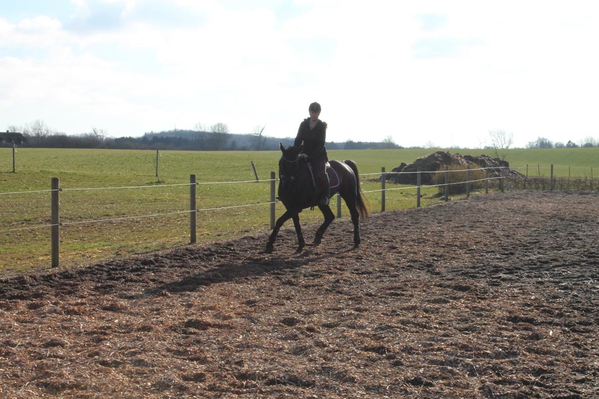 Hollandsk Varmblod Chica billede 14