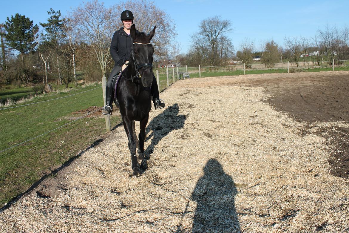 Hollandsk Varmblod Chica billede 15