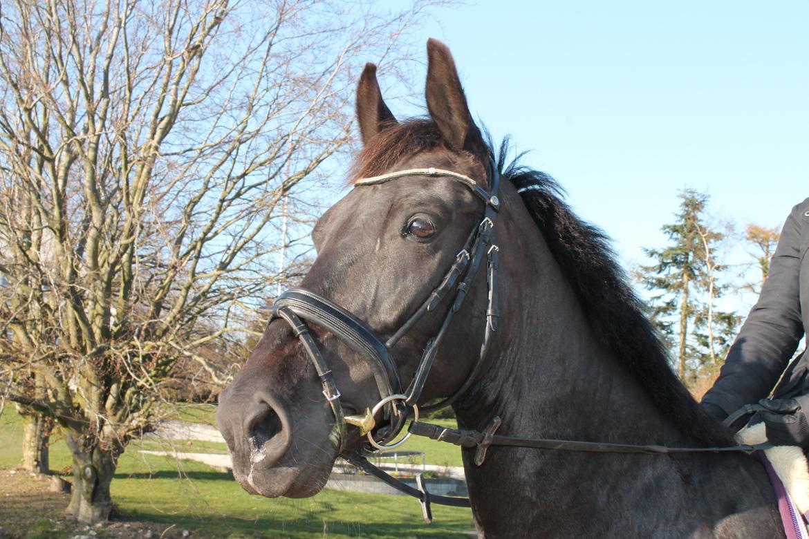 Hollandsk Varmblod Chica billede 16