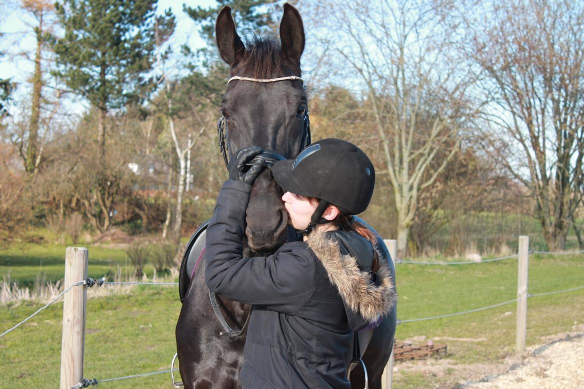 Hollandsk Varmblod Chica billede 18