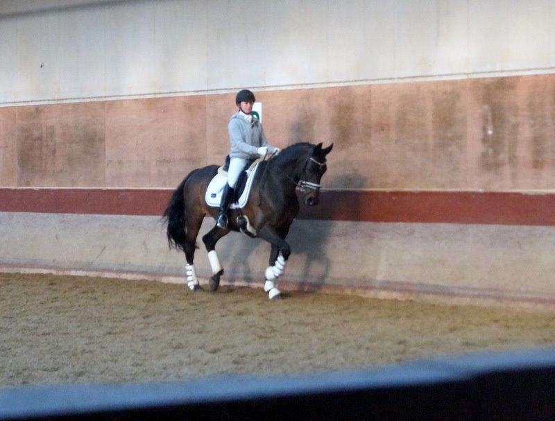 Dansk Varmblod Hanky Panky Firfod billede 41