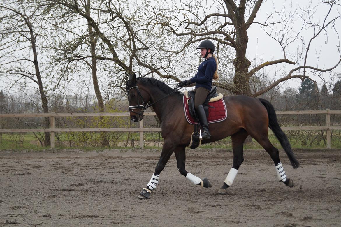 Dansk Varmblod Hanky Panky Firfod billede 43