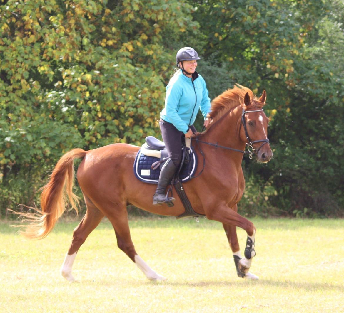 Dansk Varmblod Lucky-Lee <3 <3 billede 1