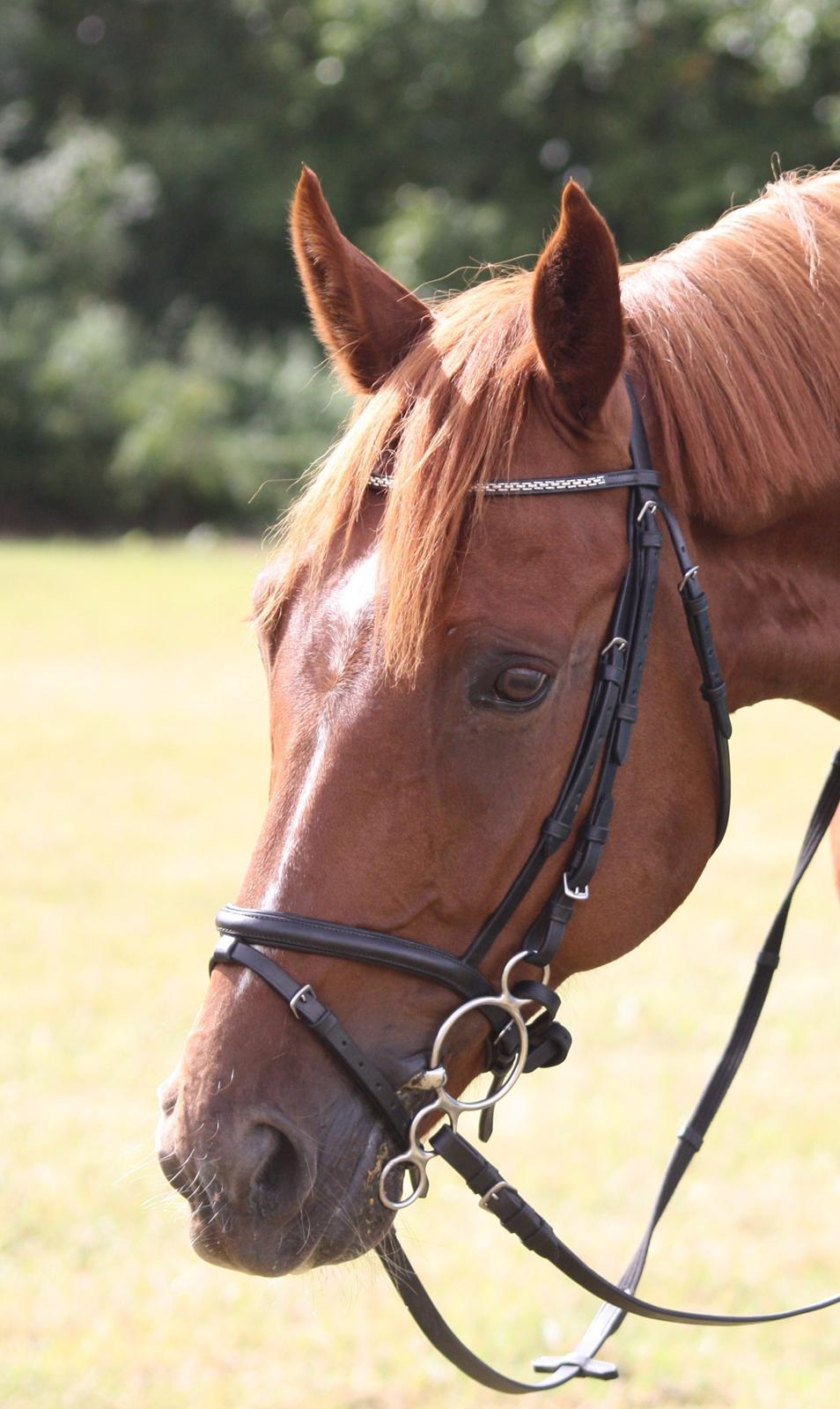 Dansk Varmblod Lucky-Lee <3 <3 billede 16