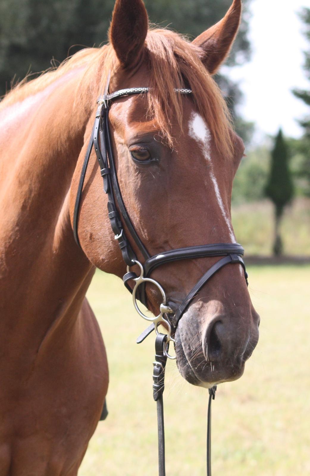 Dansk Varmblod Lucky-Lee <3 <3 billede 2