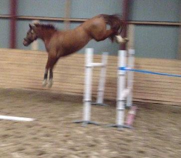 Dansk Varmblod Lucky-Lee <3 <3 billede 20