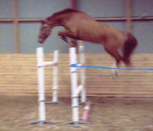 Dansk Varmblod Lucky-Lee <3 <3 billede 19