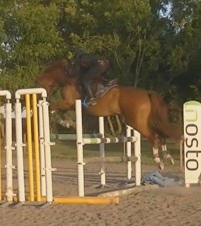 Dansk Varmblod Lucky-Lee <3 <3 billede 3