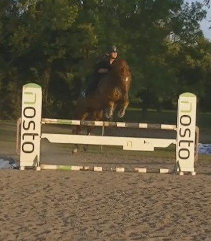 Dansk Varmblod Lucky-Lee <3 <3 billede 4