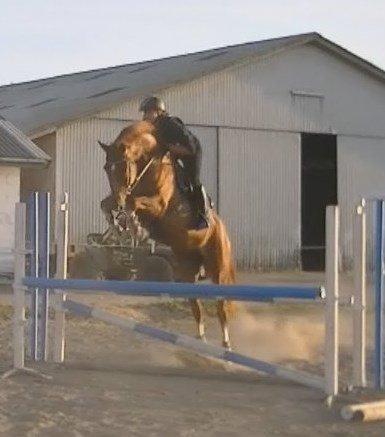 Dansk Varmblod Lucky-Lee <3 <3 billede 5