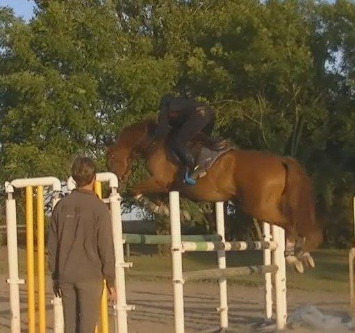 Dansk Varmblod Lucky-Lee <3 <3 billede 7