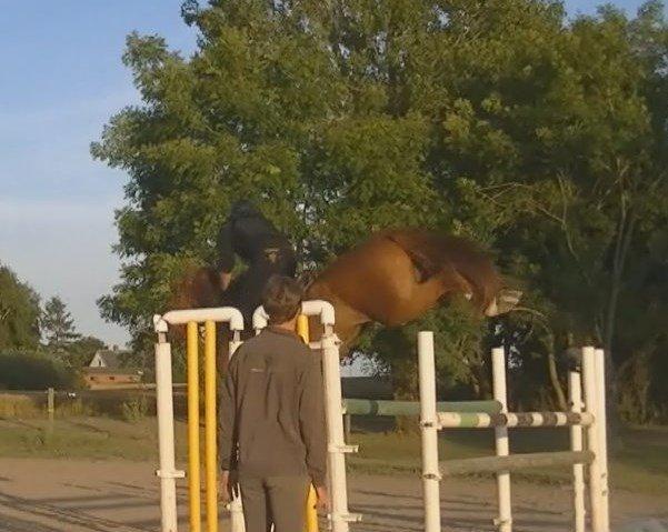 Dansk Varmblod Lucky-Lee <3 <3 billede 9