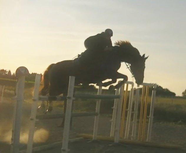 Dansk Varmblod Lucky-Lee <3 <3 billede 10