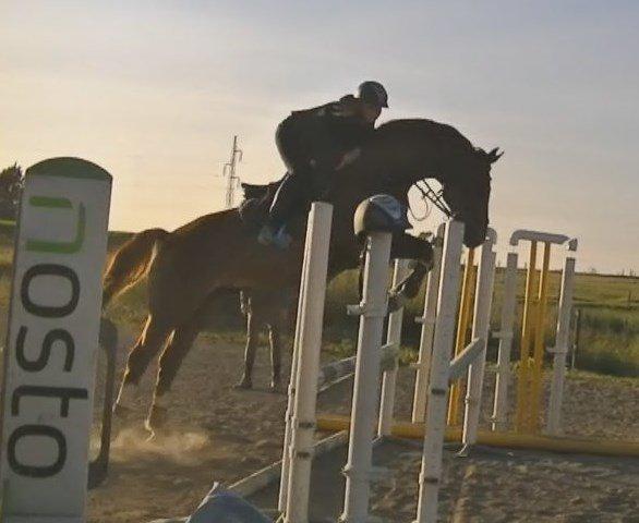 Dansk Varmblod Lucky-Lee <3 <3 billede 28