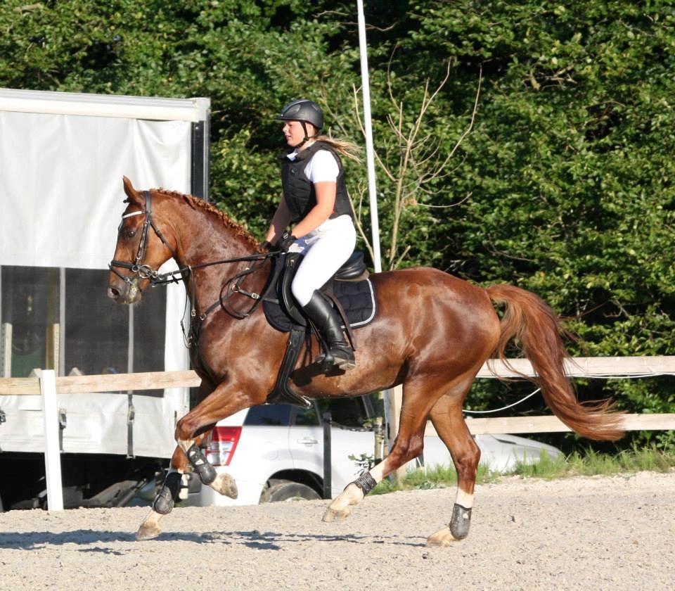 Dansk Varmblod Lucky-Lee <3 <3 billede 12