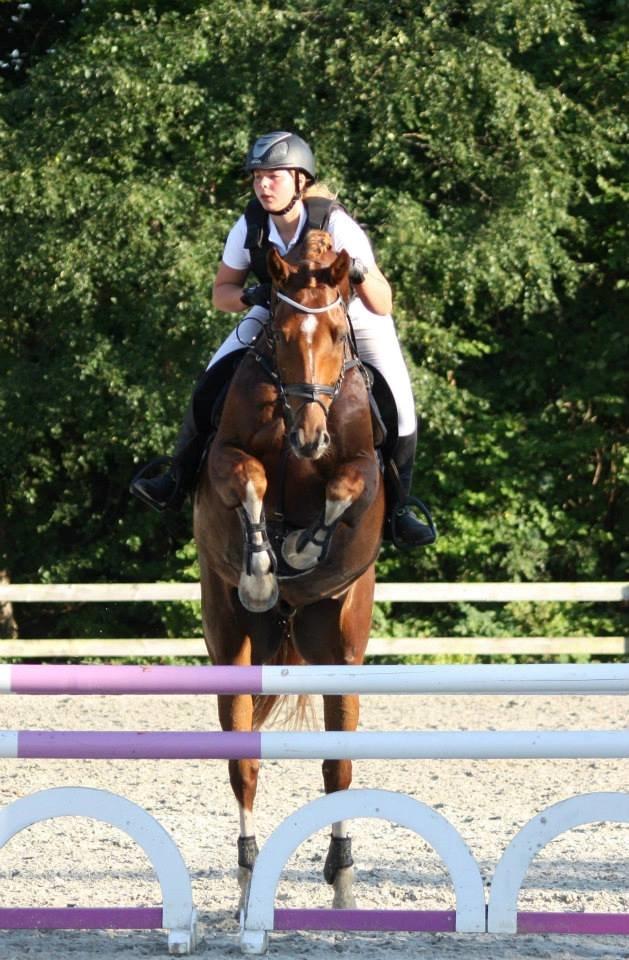 Dansk Varmblod Lucky-Lee <3 <3 billede 13