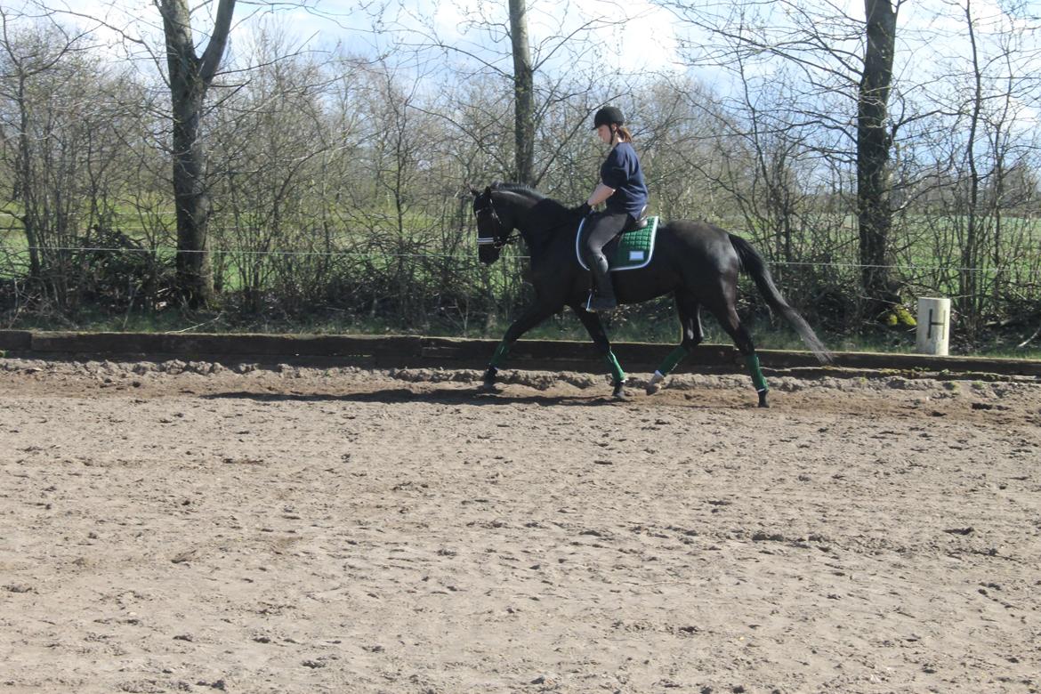 Trakehner Felippa *Prinsessen* - Træning 11/4-2014 billede 2