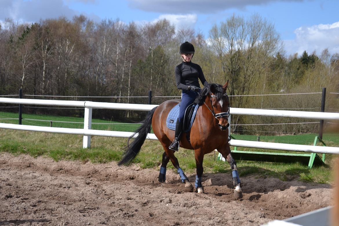 Tysk Sportspony Kavsgaards Geisha billede 18