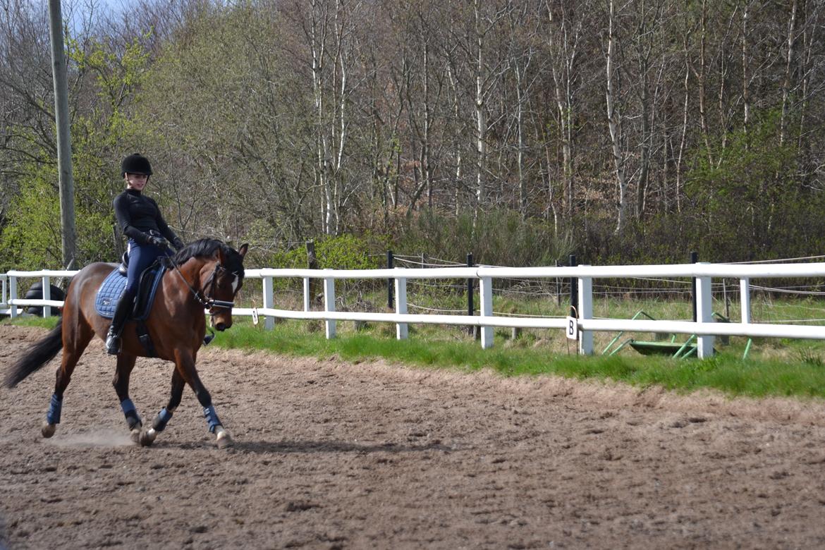 Tysk Sportspony Kavsgaards Geisha billede 17