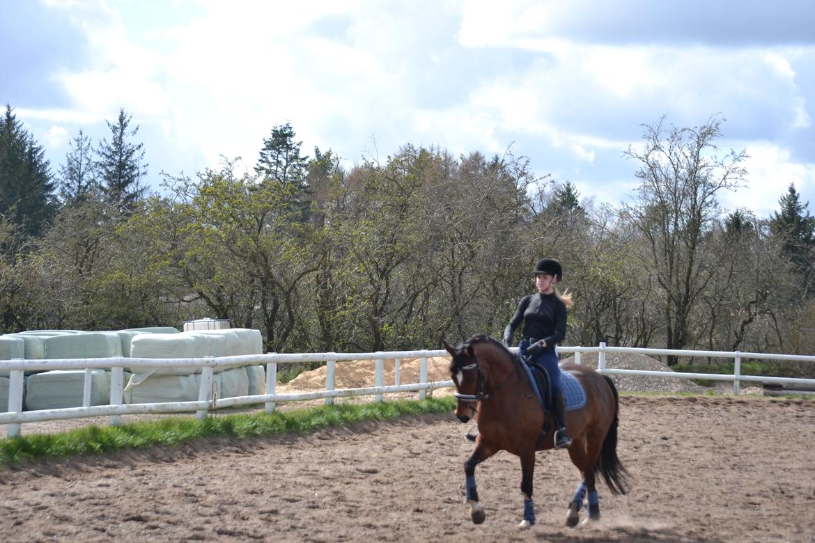 Tysk Sportspony Kavsgaards Geisha billede 19